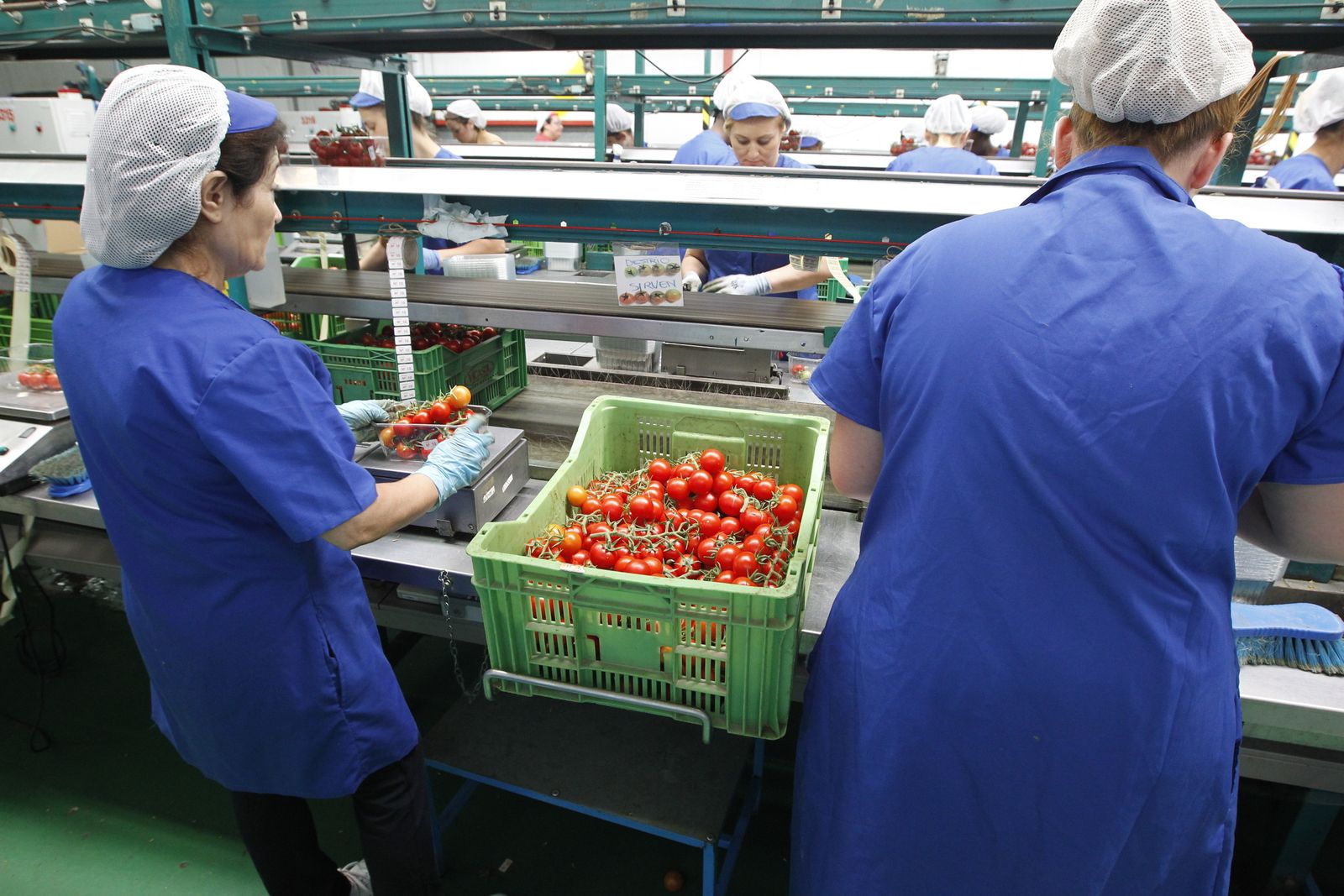 Las variedades de tomate son uno de los cultivos más afectados por el brexit en Almería.