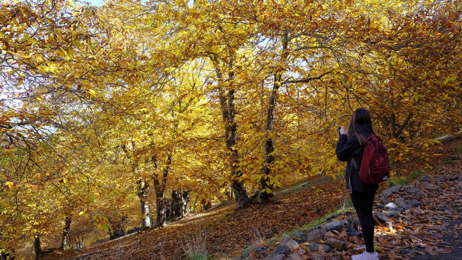 El Bosque de Cobre, en fotos El Bosque de Cobre, en fotos