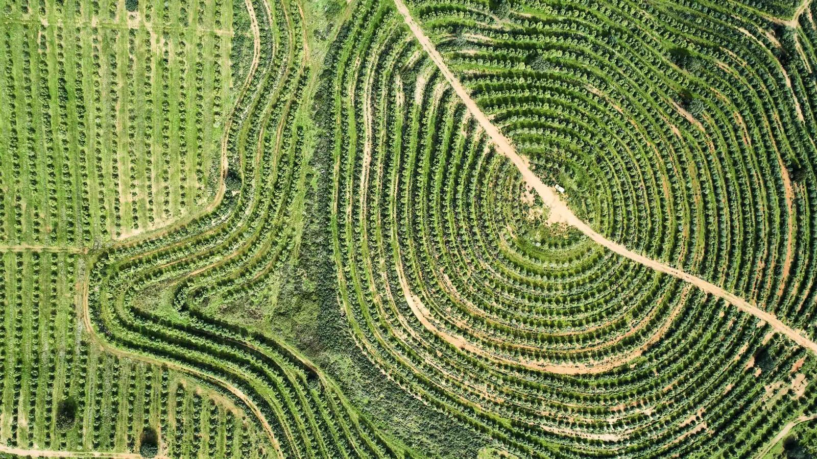 Uno de los naranjales de Agrosan en el Andévalo donde al respetarse los desniveles se ha plantado en terrazas