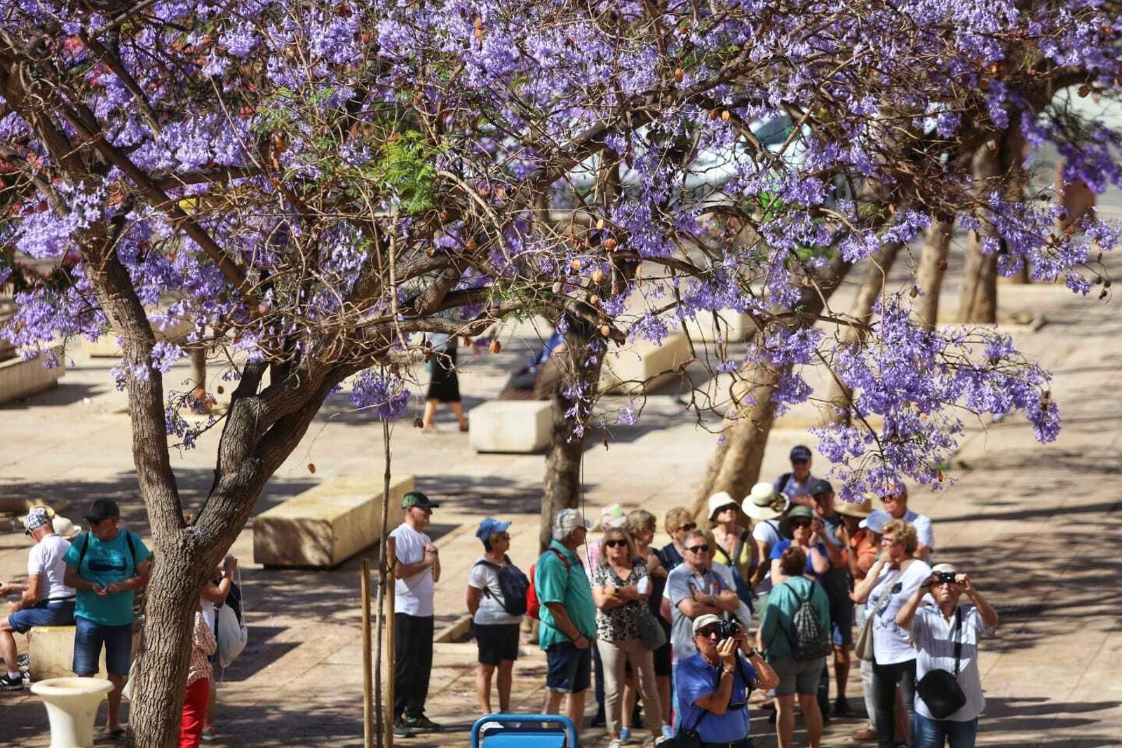 Jacaranda Jacaranda