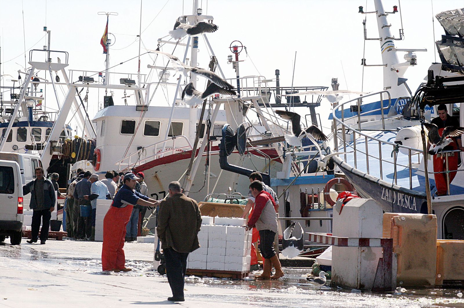 Descarga de sardina en el puerto pesquero de Isla Cristina.