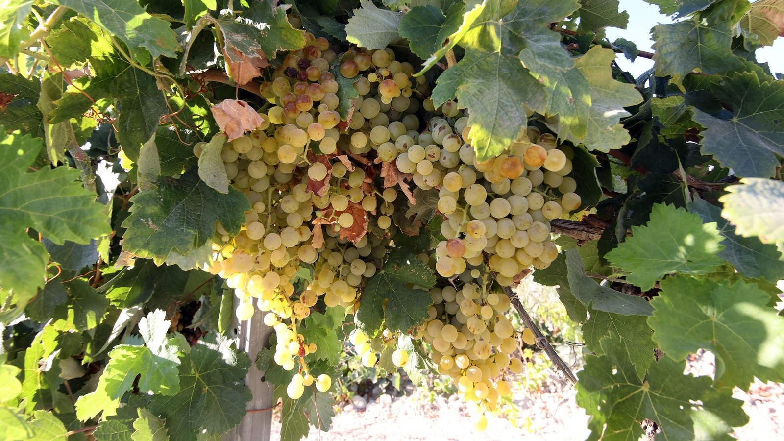 Vendimia a mano en la Viña El Caribe en Jerez