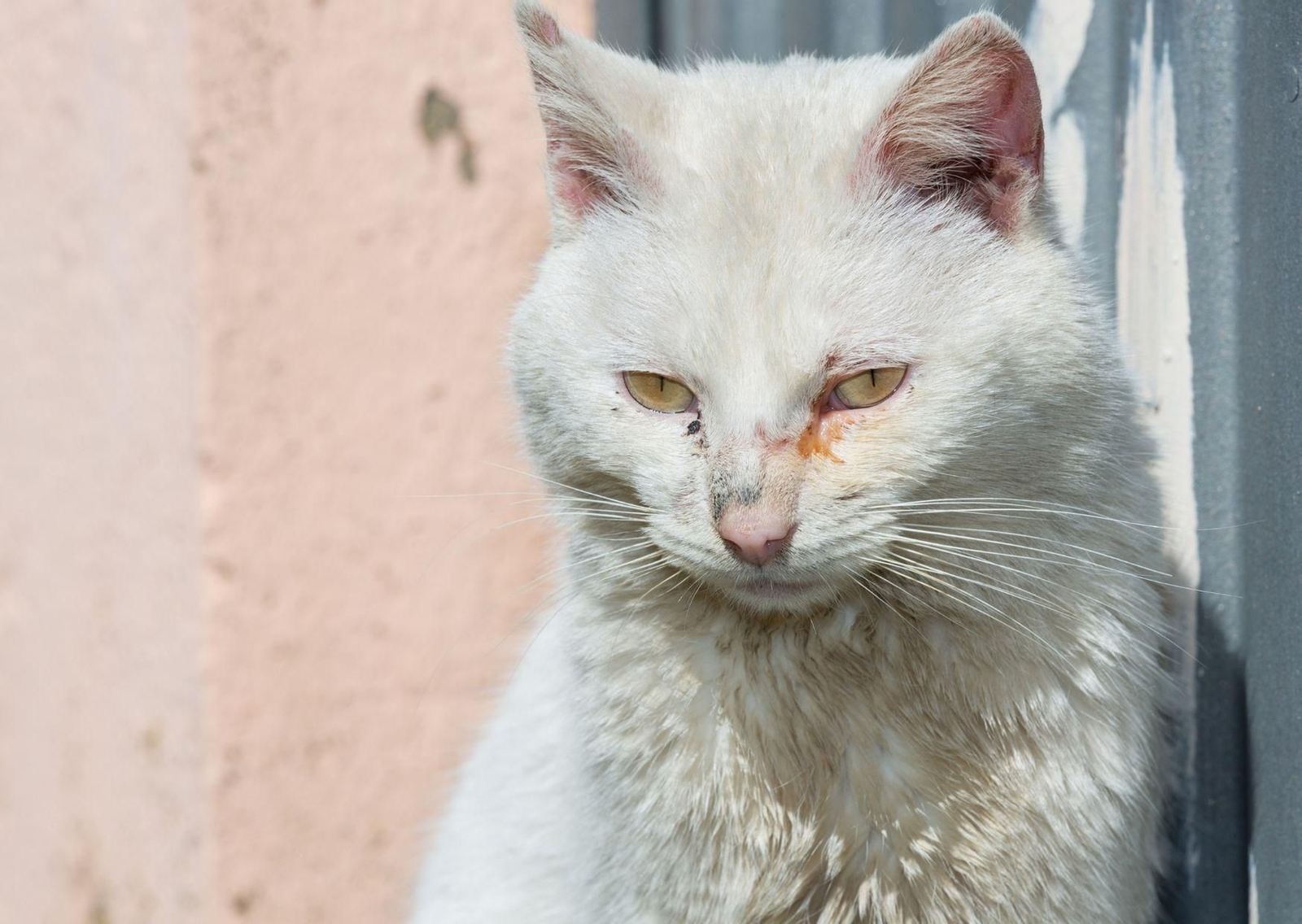 Cómo saber si tu gato tiene conjuntivitis