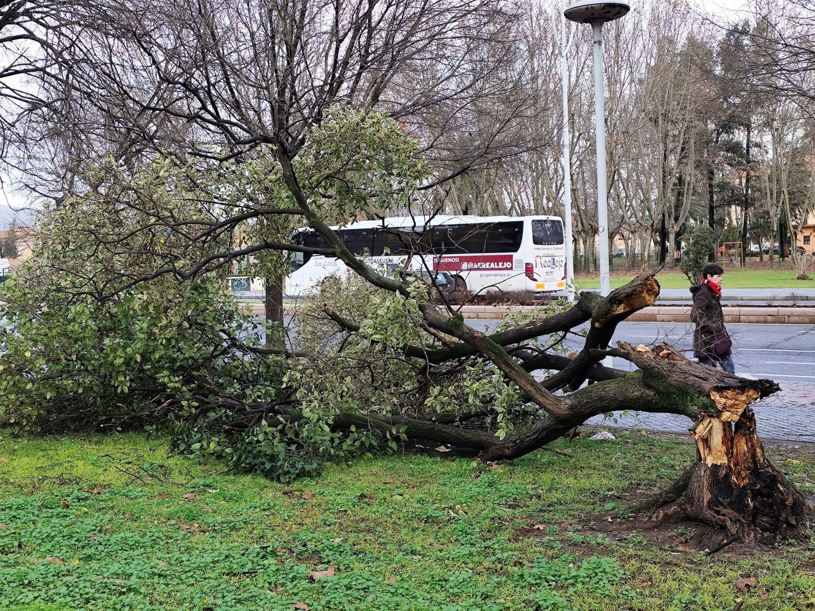 Un árbol quebrado en el Sector Sur.