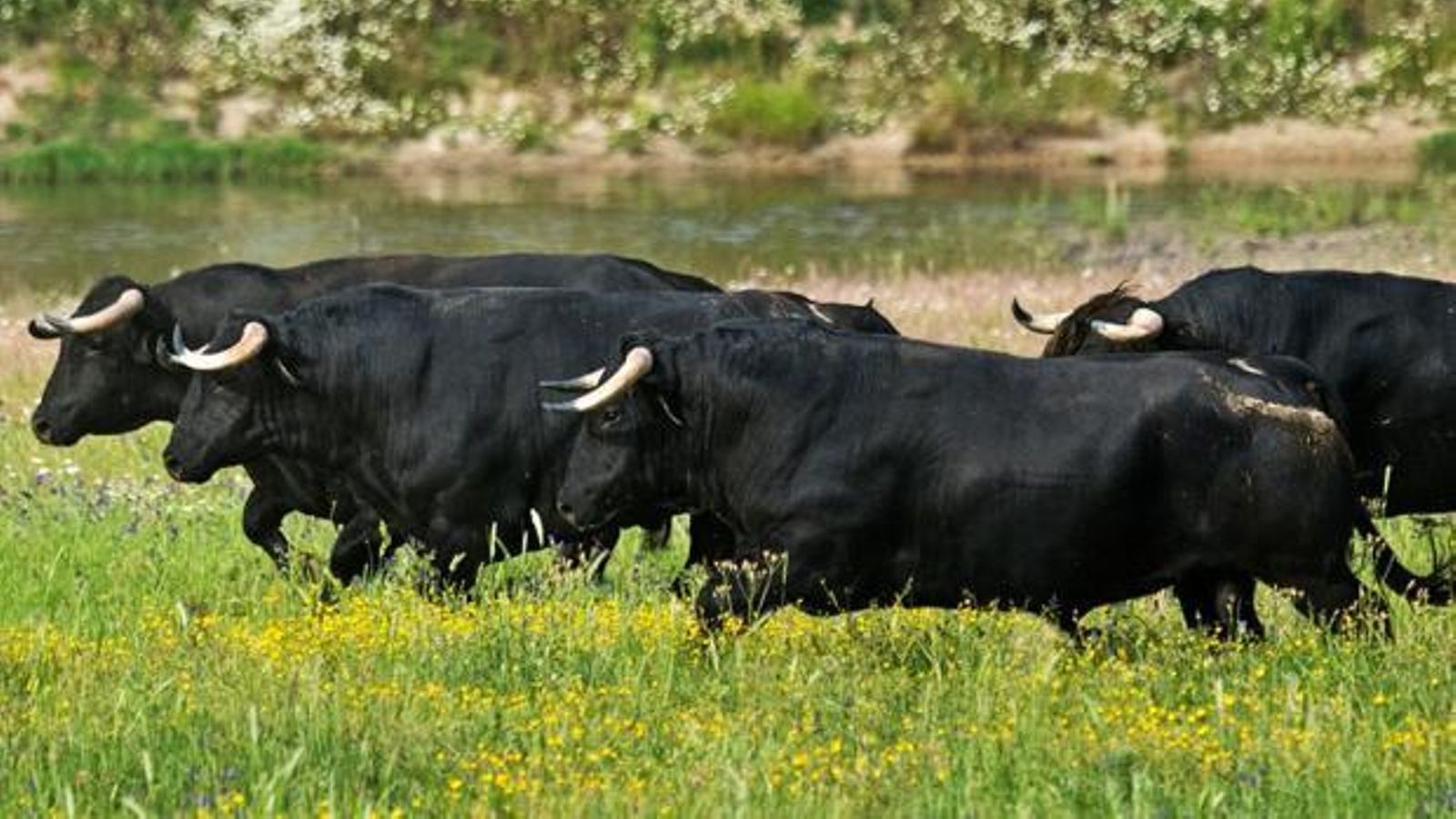 Toros de lidia en su medio natural.