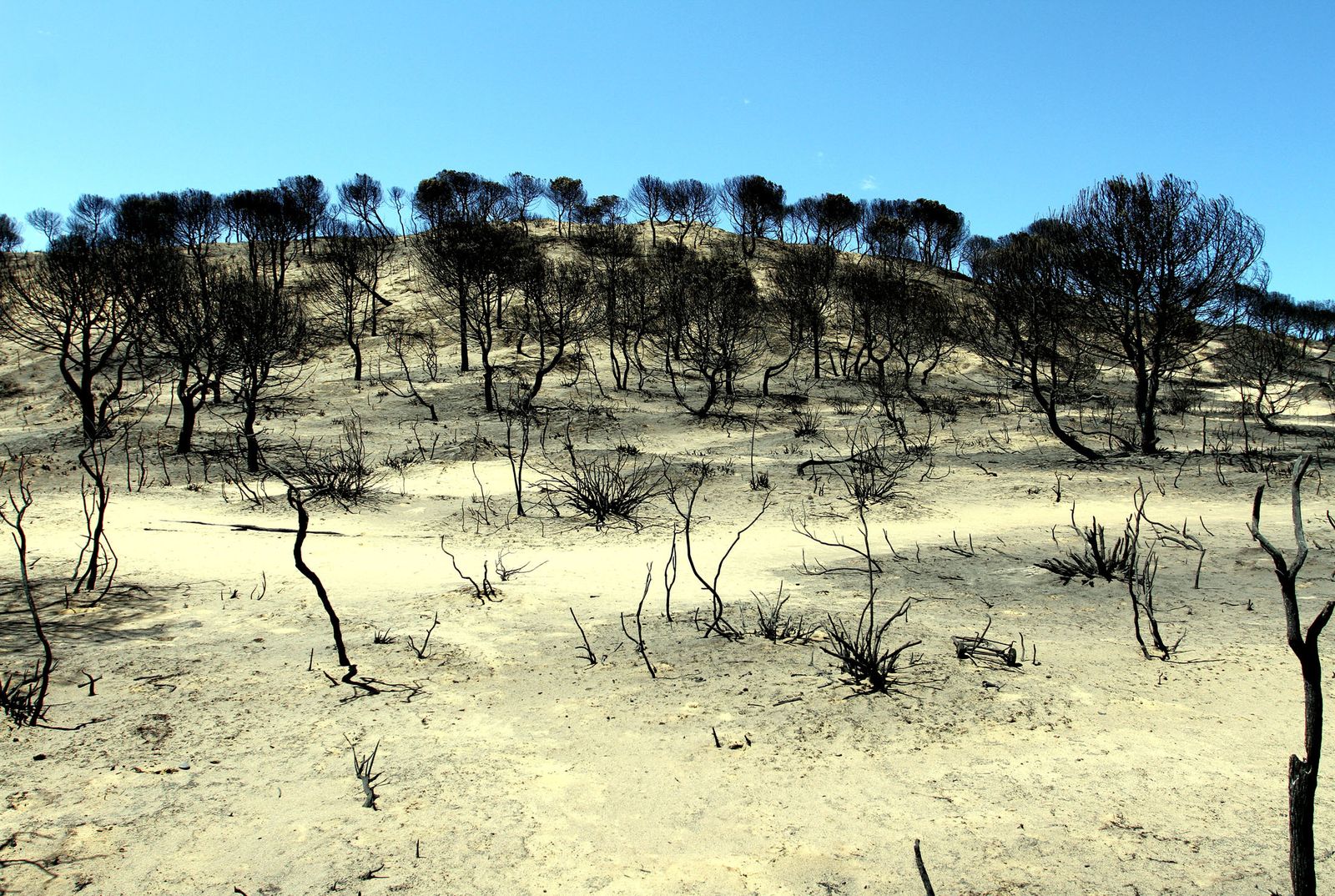 Imágenes de las consecuencias del incendio de Moguer