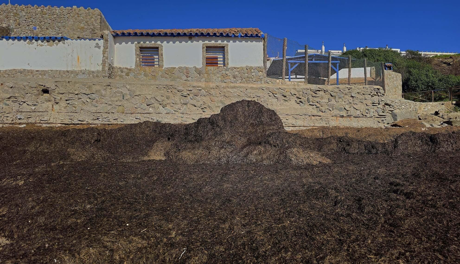 Imágenes del manto de alga parda en la playa de Getares