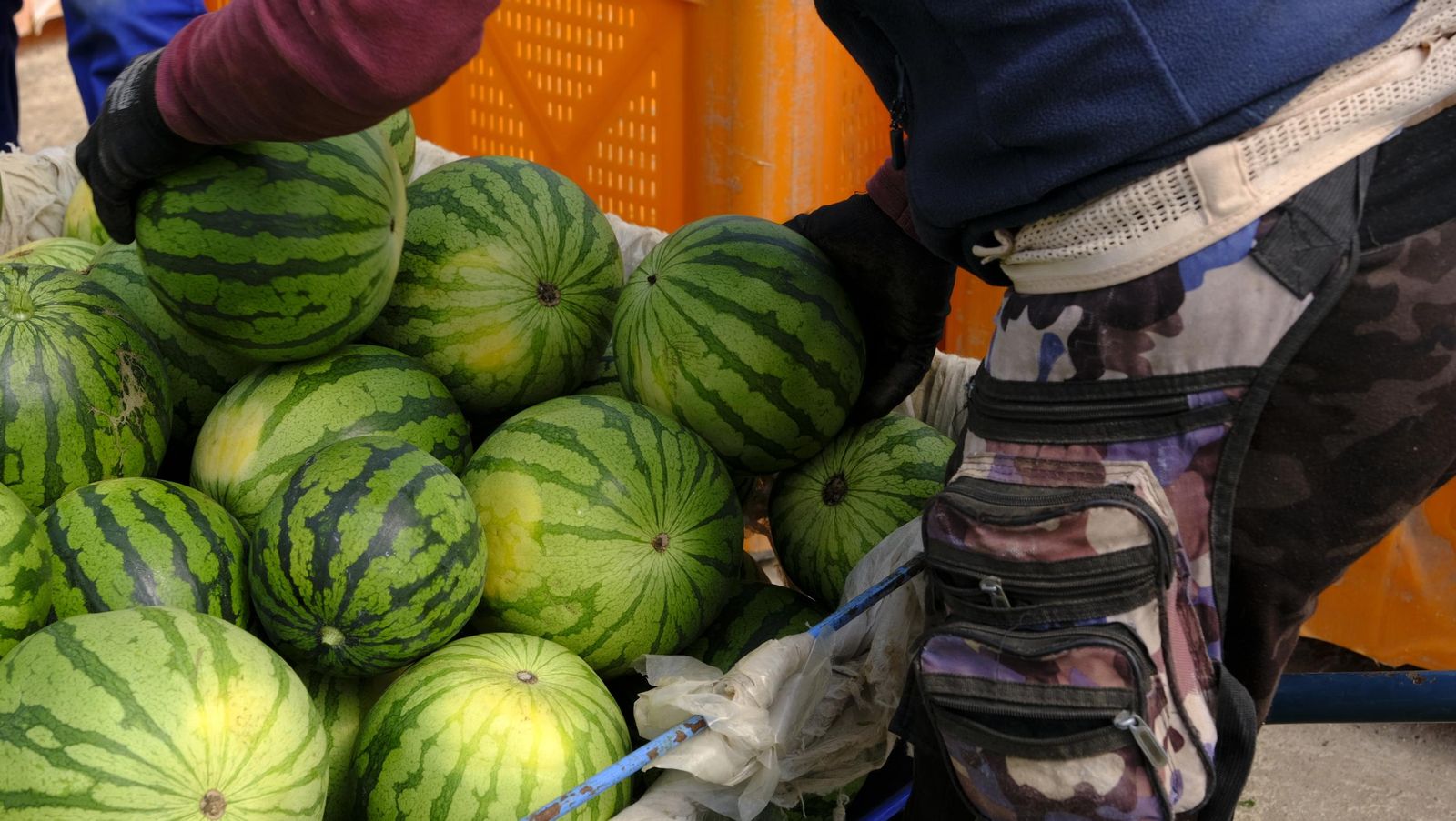 Imágenes de las primeras sandías que salen de Almería esta campaña