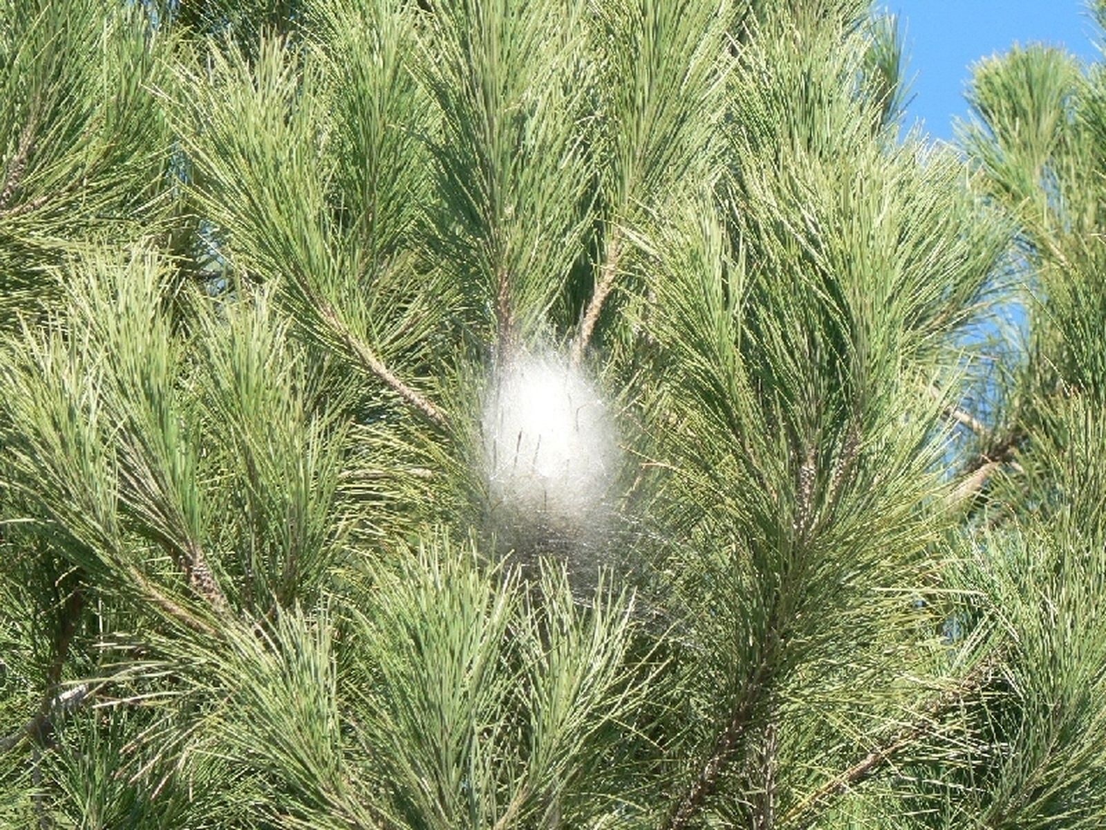 Bolsa procesionaria.