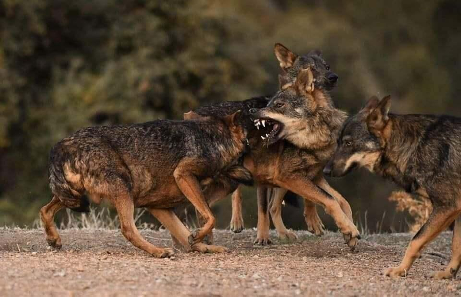 Así es la manda de 20 lobos que habita en una finca sevillana de Las Pajanosas.