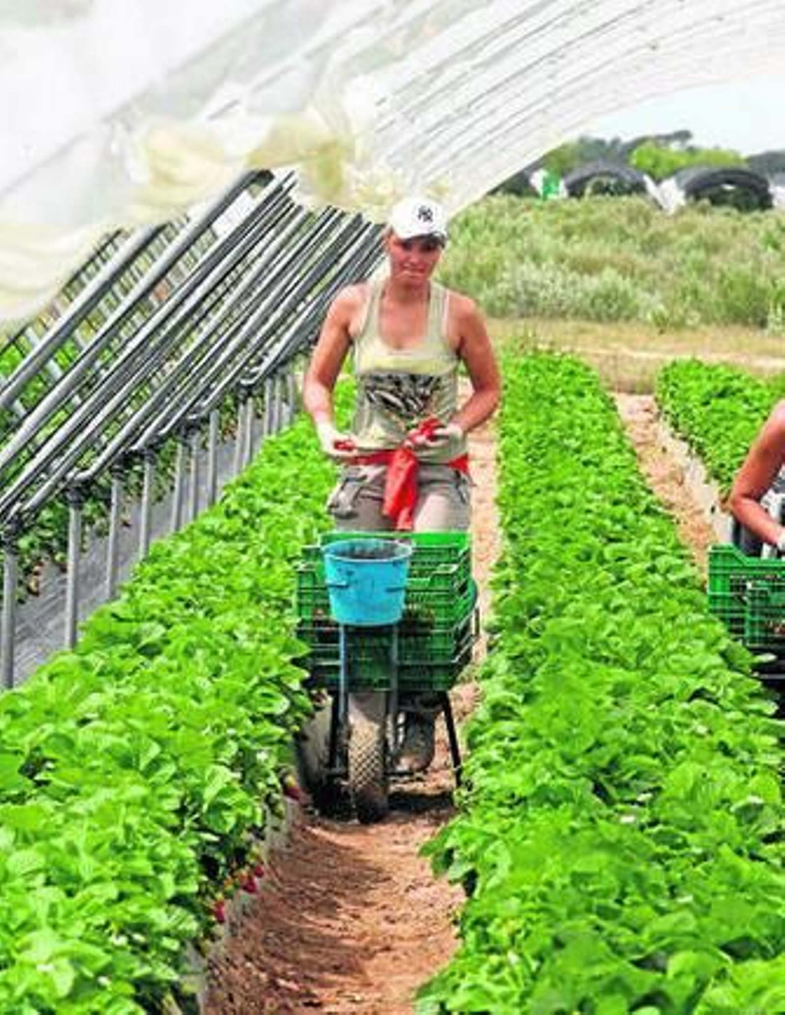 La campaña de la fresa está en estos momentos en su punto álgido.