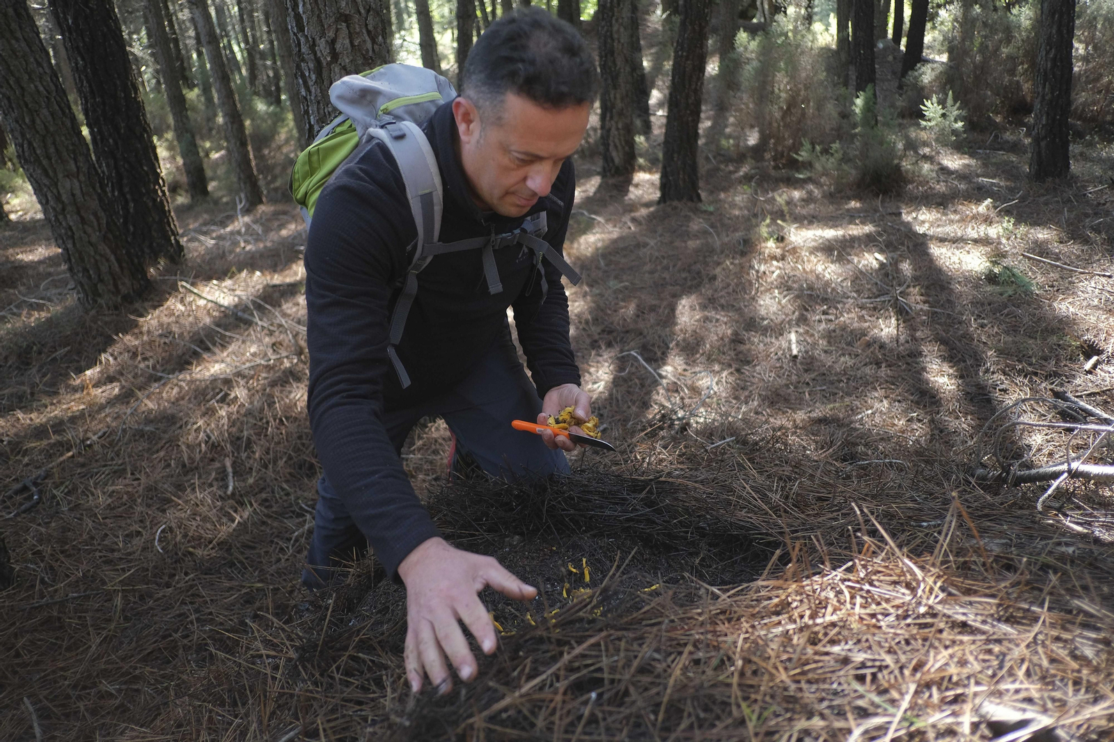 Mocología de la Serranía de Ronda, en fotos.