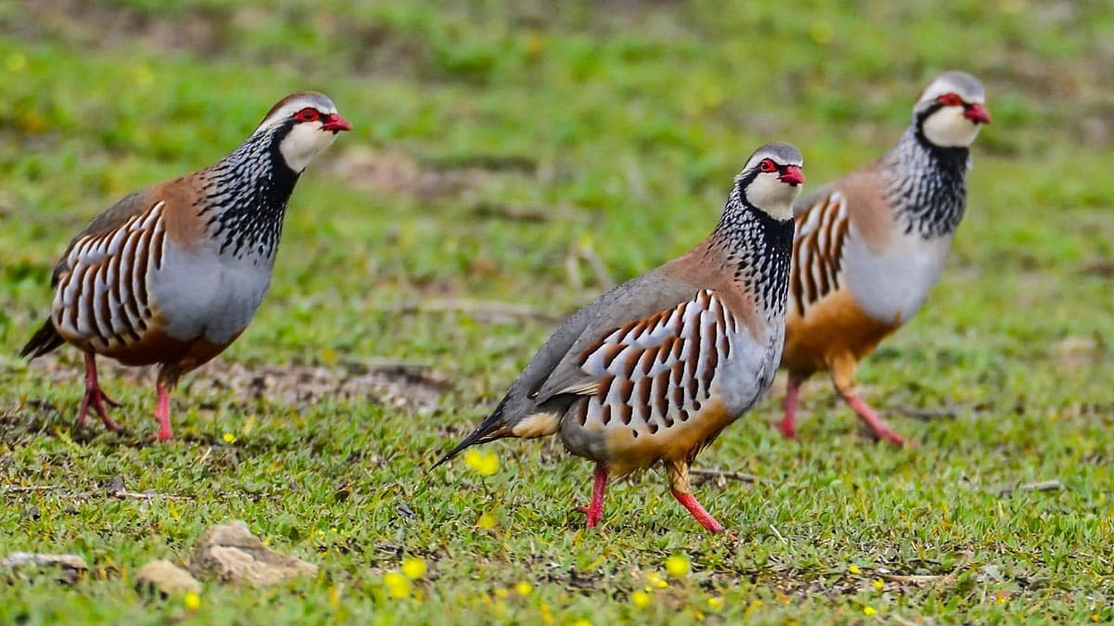 Perdices en su hábitat natural.