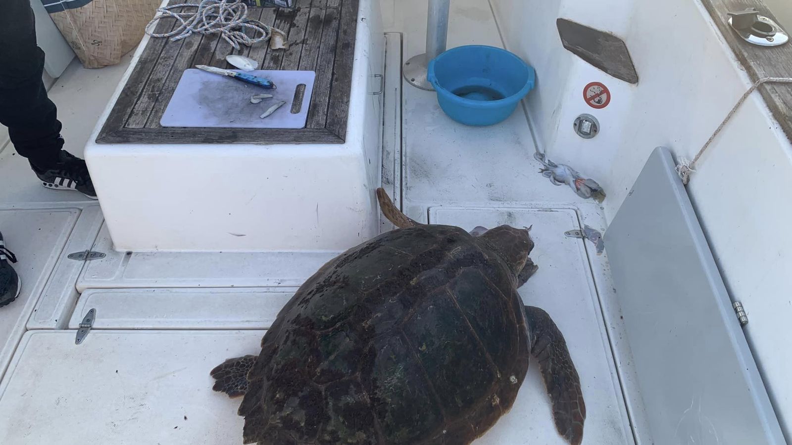 Tortuga boba localizada en aguas del Estrecho.