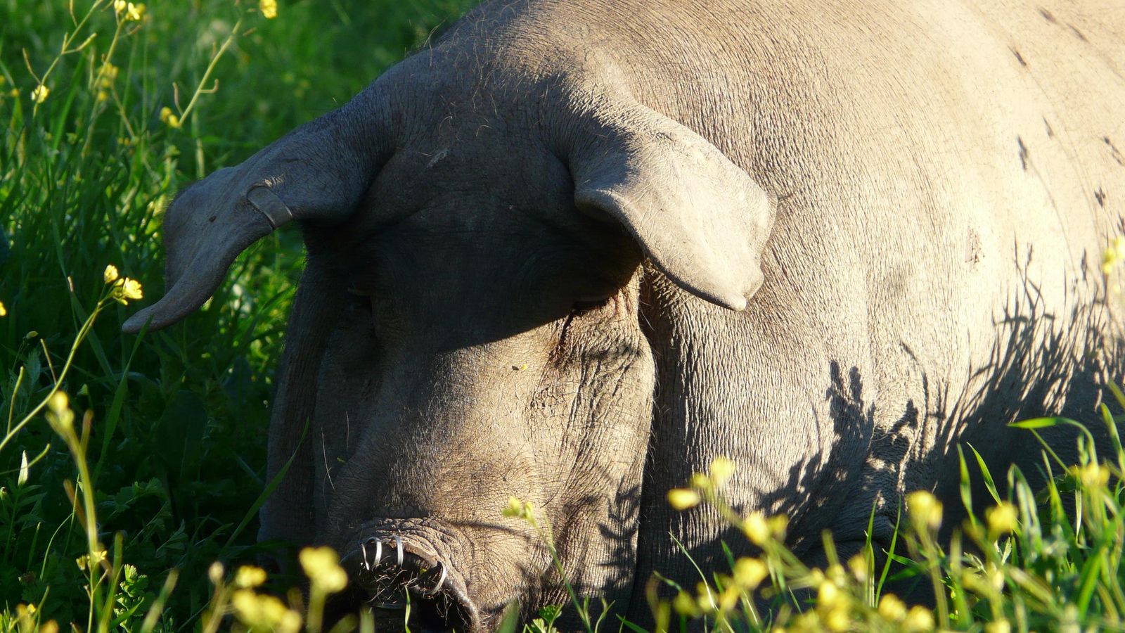 Un cochino descansa sobre la hierba.