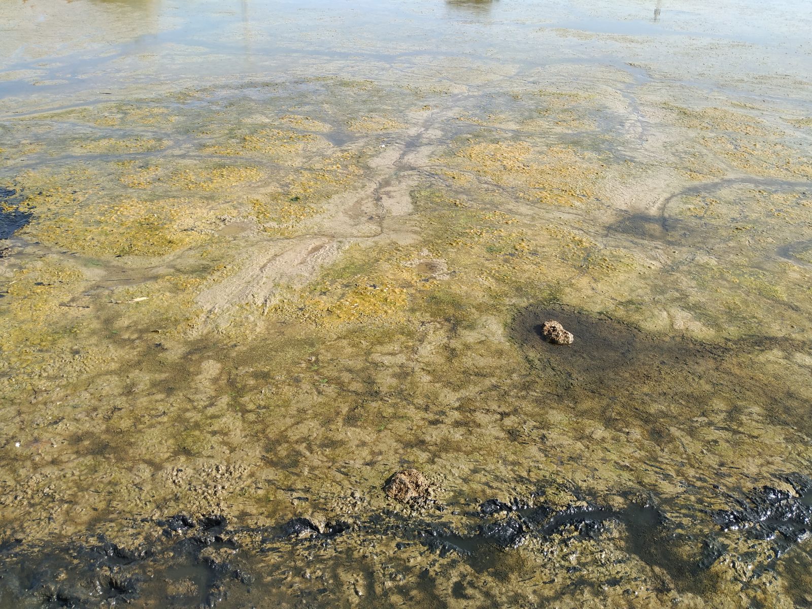 La Laguna de la Mejorada se seca