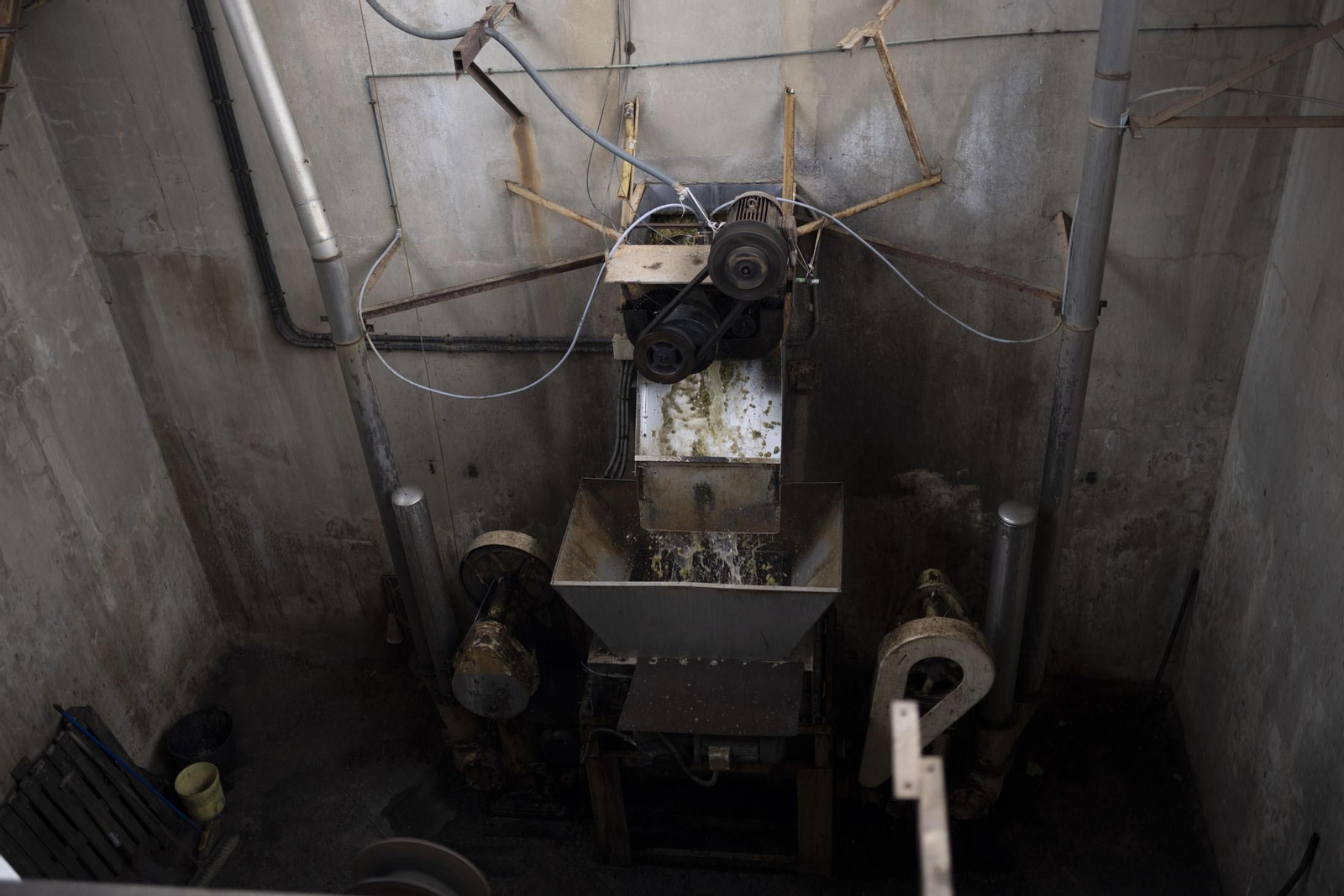 Imágenes de la vendimia en el Condado de Huelva