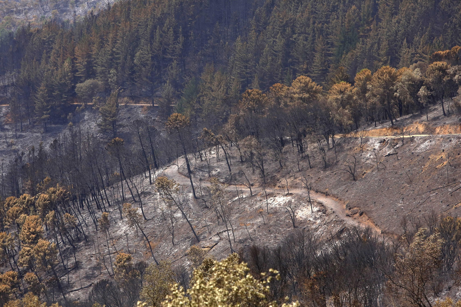 El incendio de Sierra Bermeja una semana después, en fotos