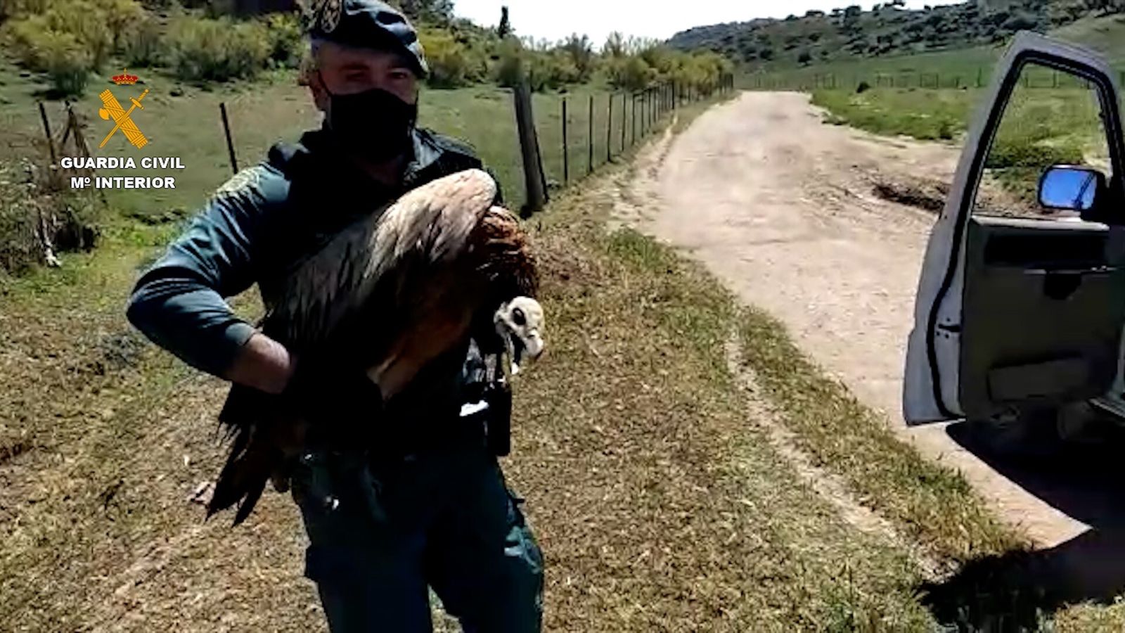 Ejemplar de buitre leonado rescatado en Morón de la Frontera.