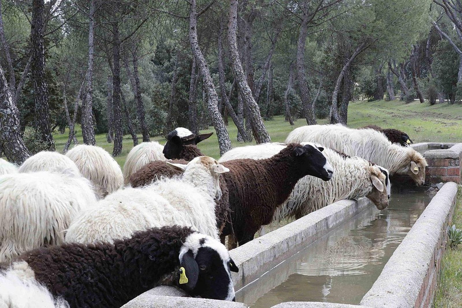 Rescatan a 300 corderos en una explotación ilegal