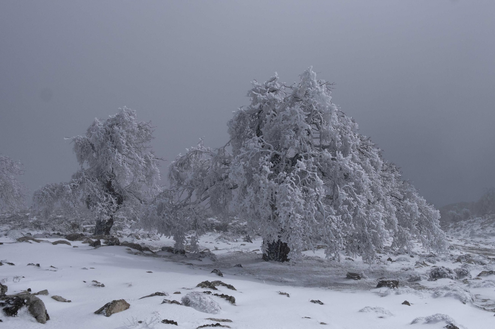 Nevada en la Sierra de las Nieves, en fotos