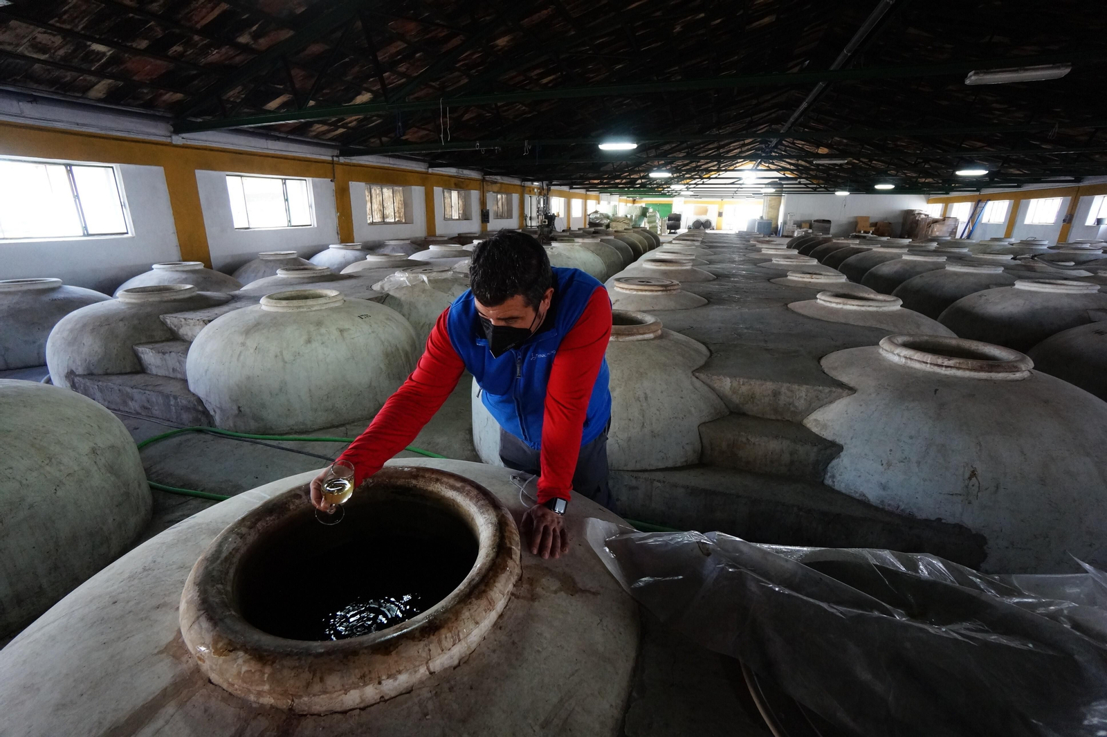 Un recorrido en fotografías por el vino nuevo de Moriles