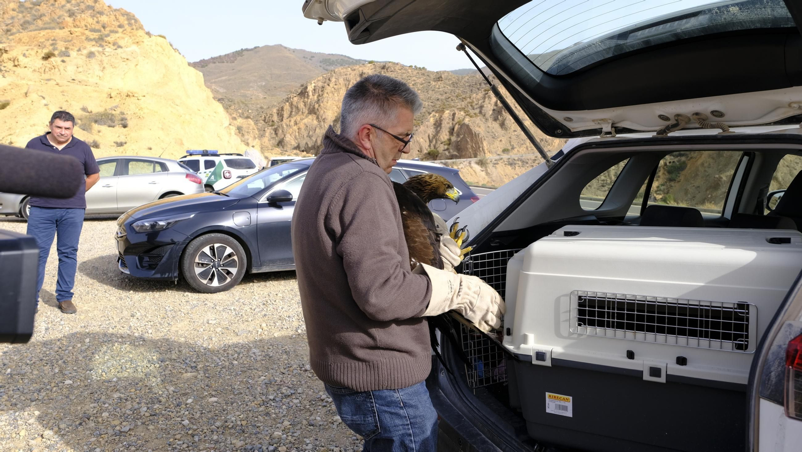 Suelta de un águila imperial, en imágenes