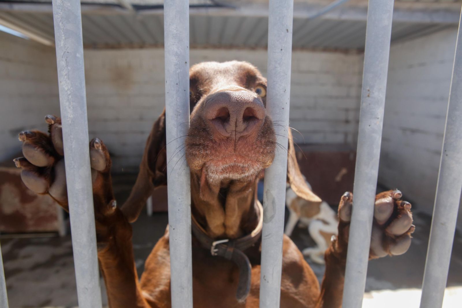 Las fotos de la protectora de animales de La Línea El gato andaluz
