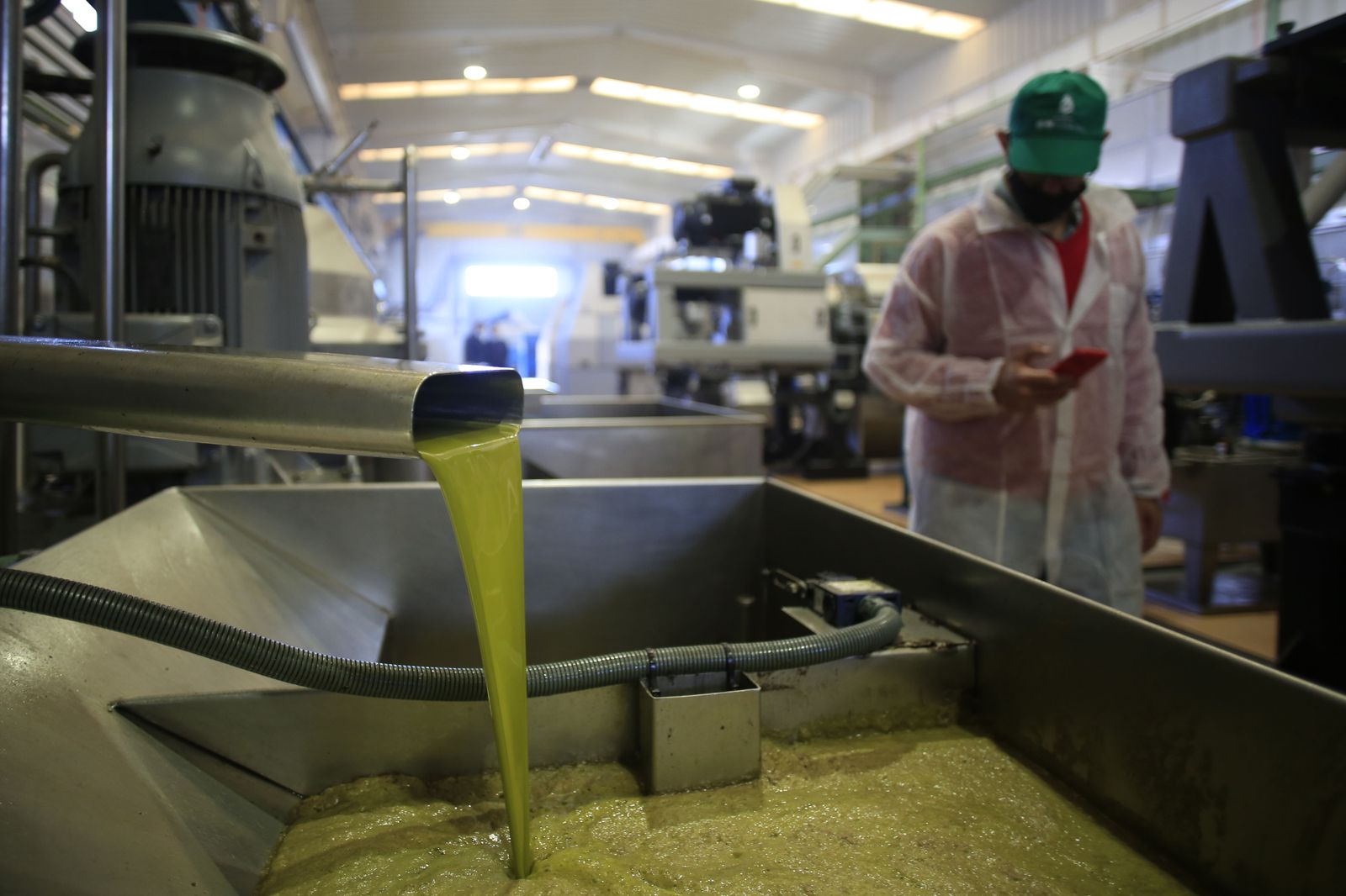 Producción de aceite de oliva en una almazara.