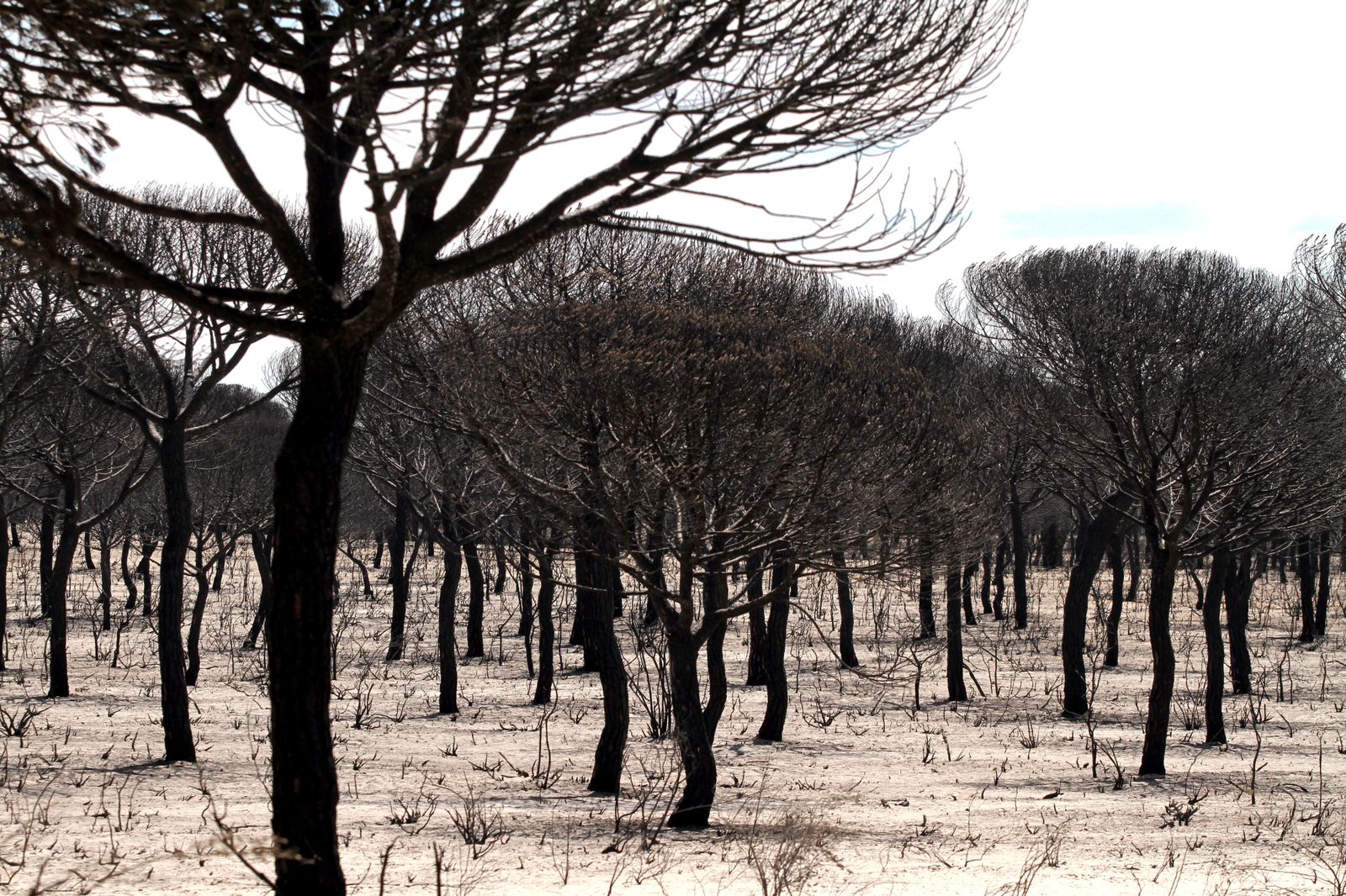 Imágenes de las consecuencias del incendio de Moguer