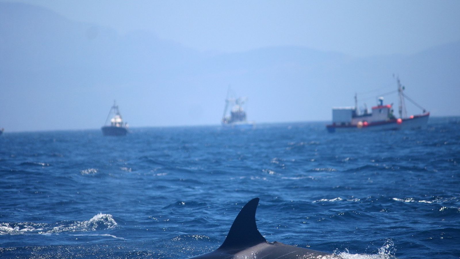Una orca, cerca de barcos pesqueros en el Estrecho.