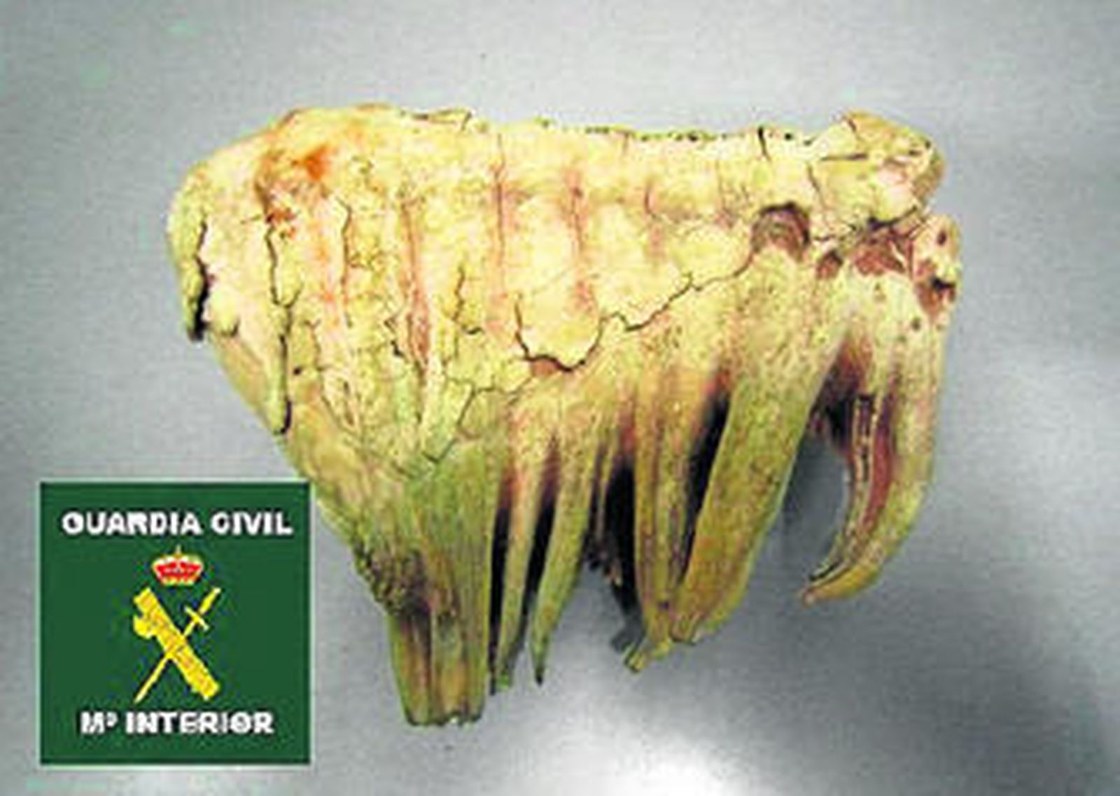 La muela intervenida por la Guardia Civil.