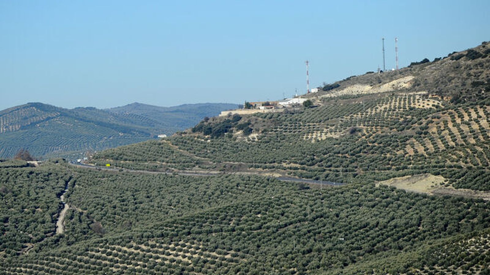 Olivares en la comarca de la Subbética.