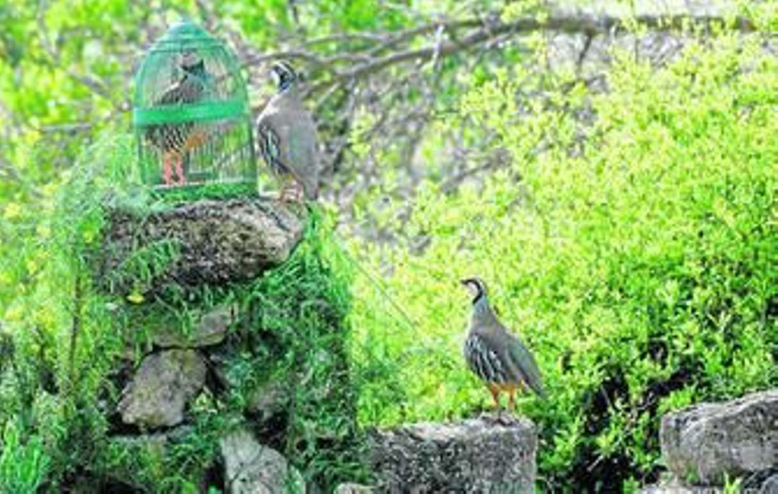 Arriba, un puesto en el que dos perdices acuden al reclamo del macho. Abajo, un cazador aficionado.