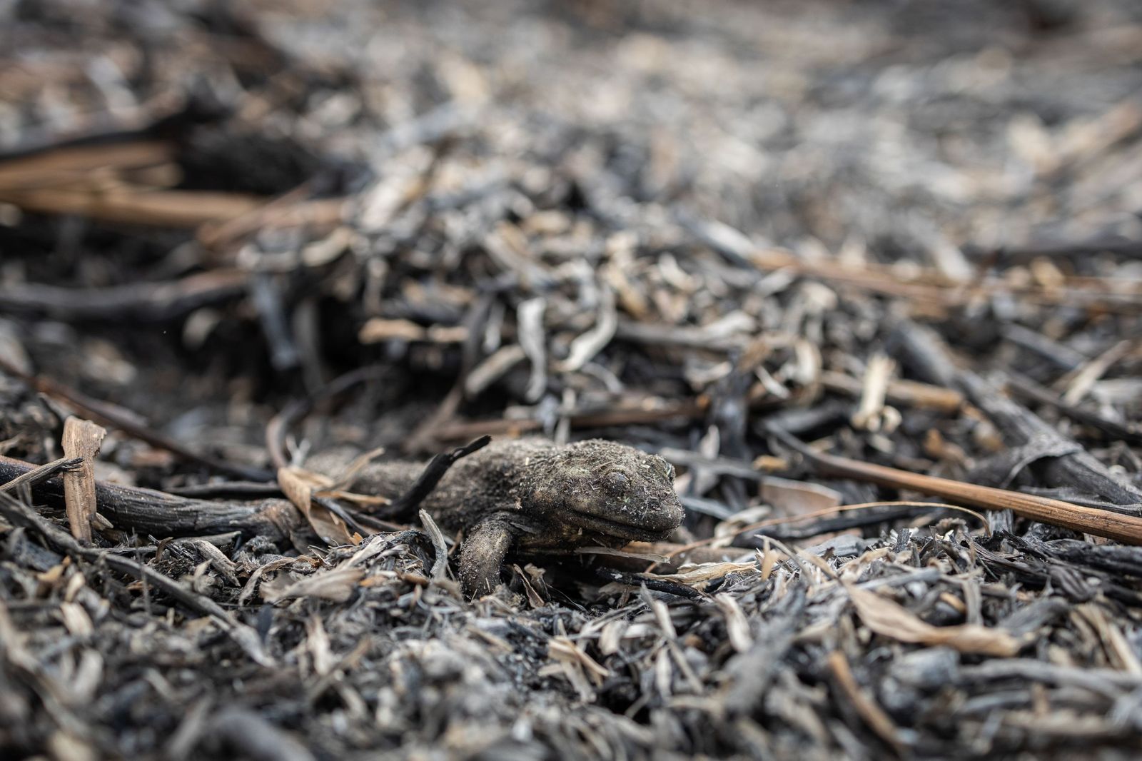 Las llamas convierten en una tumba al aire libre El Pantanal en Brasil