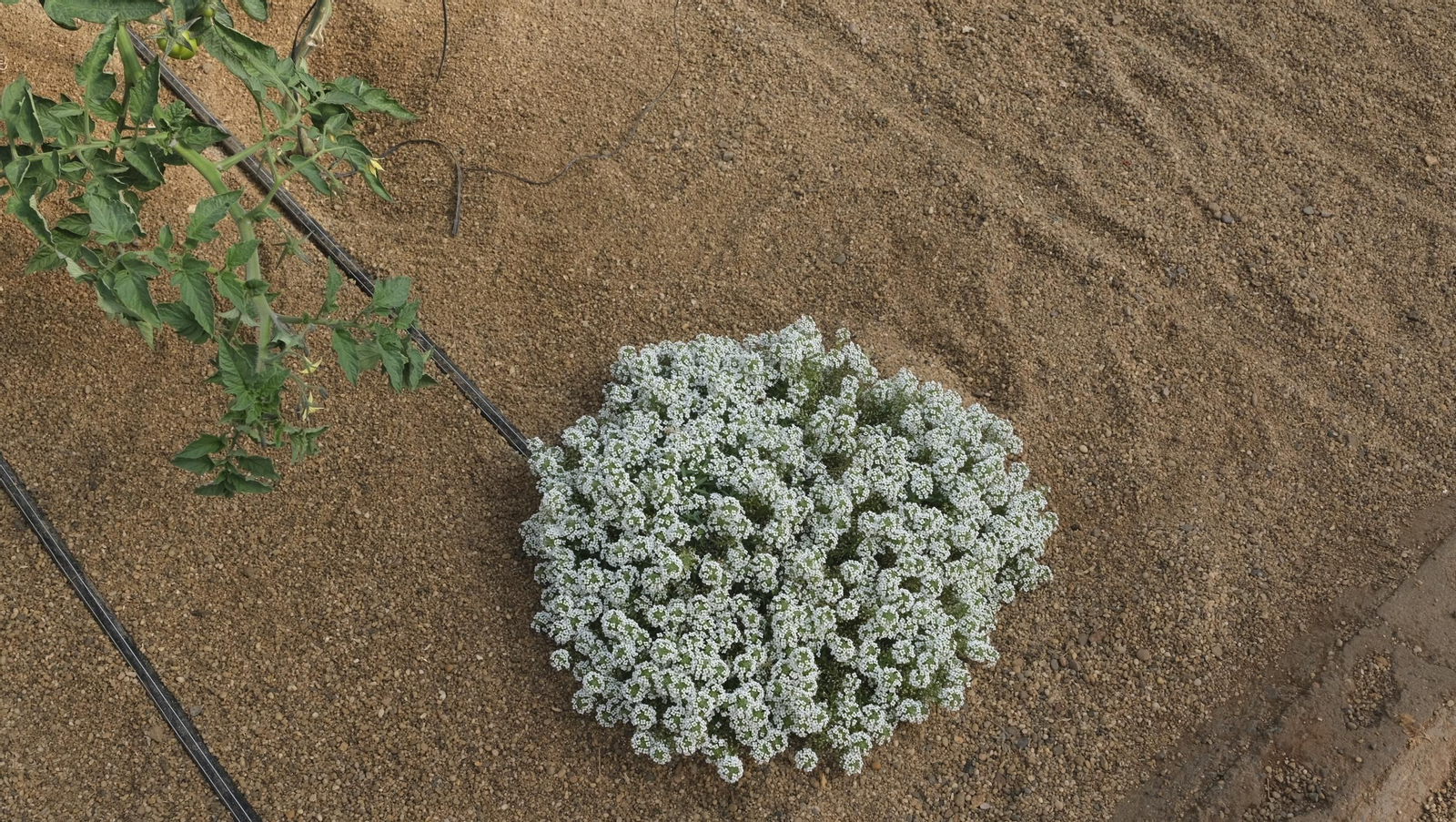 50 años de la Estación Experimental Cajamar-Las Palmerillas, en fotos