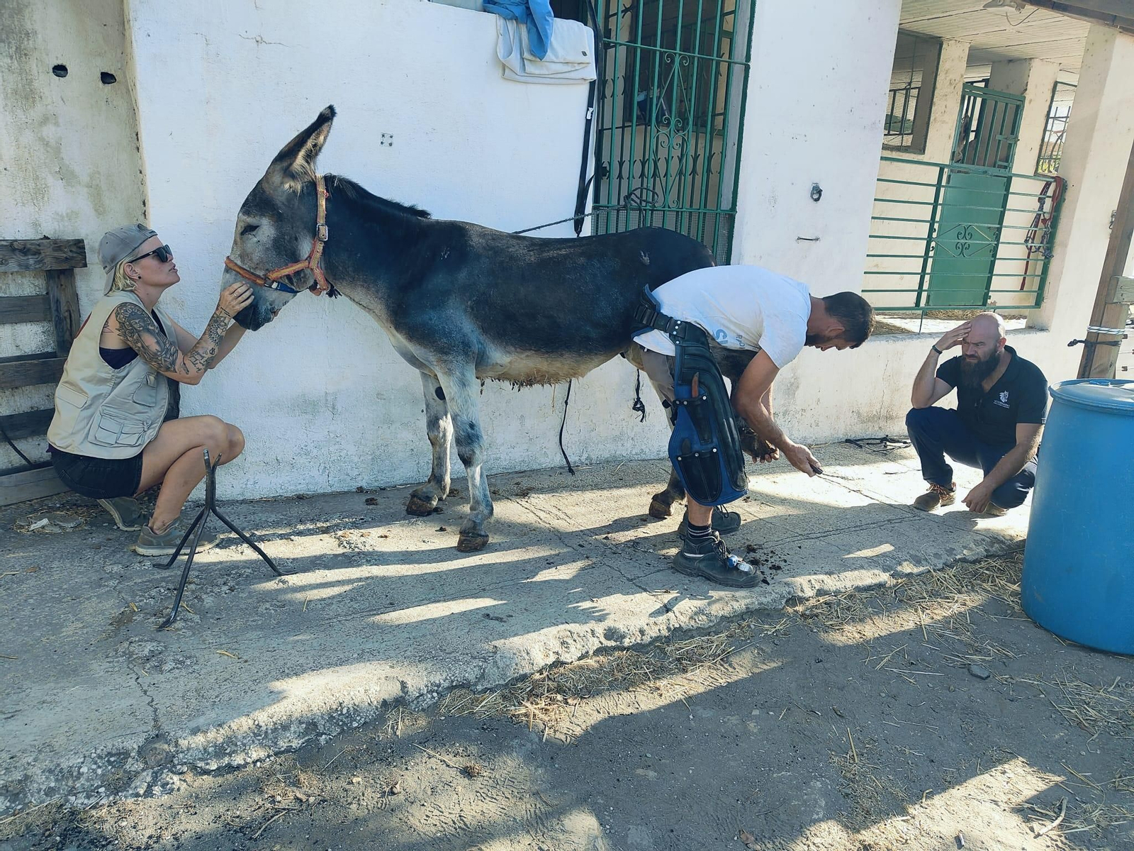 Un burro-taxi rescatado en Mijas.