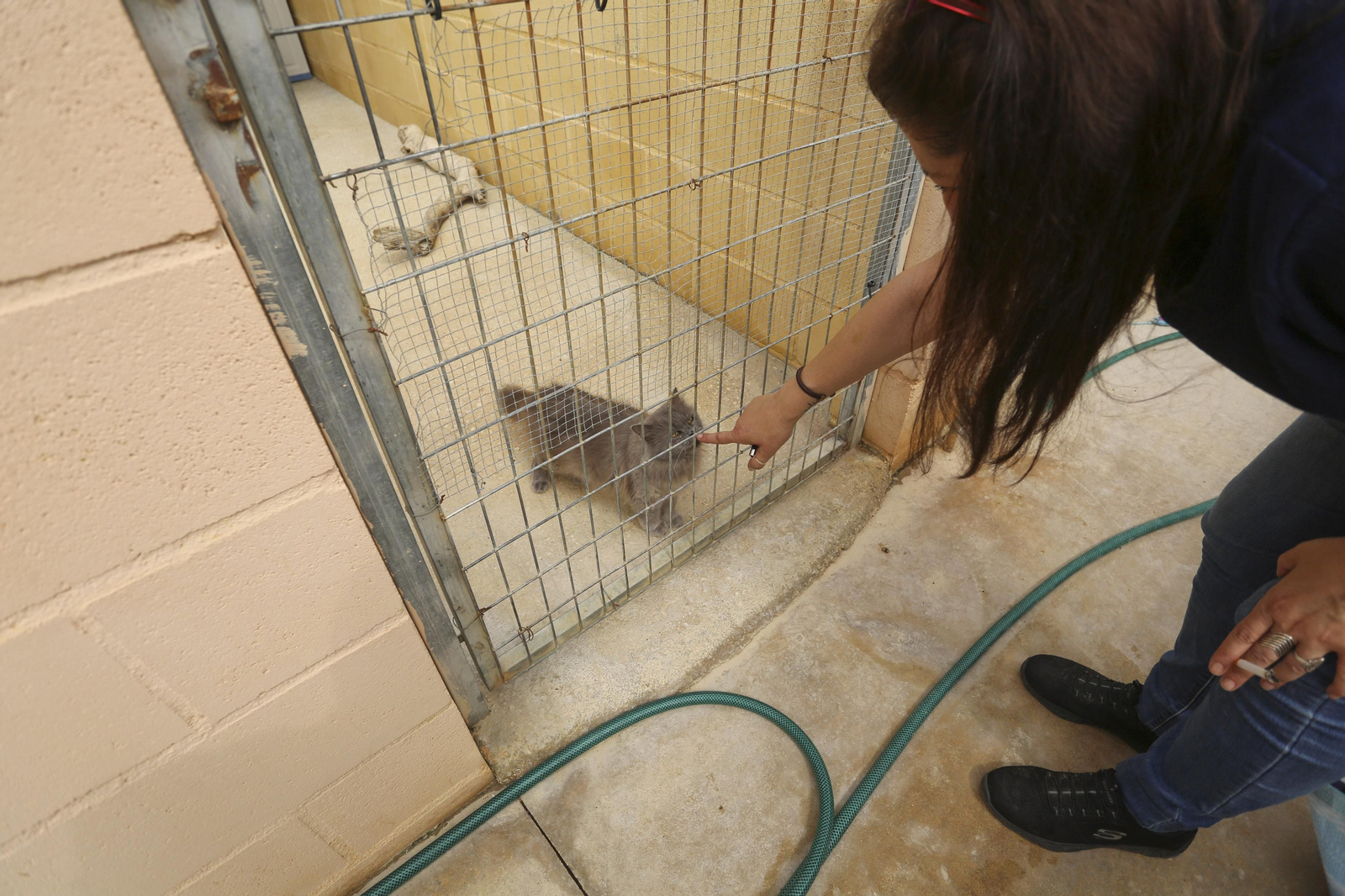 Las fotos de los animales de la Protectora de Málaga Las fotos de los animales de la Protectora de Málaga