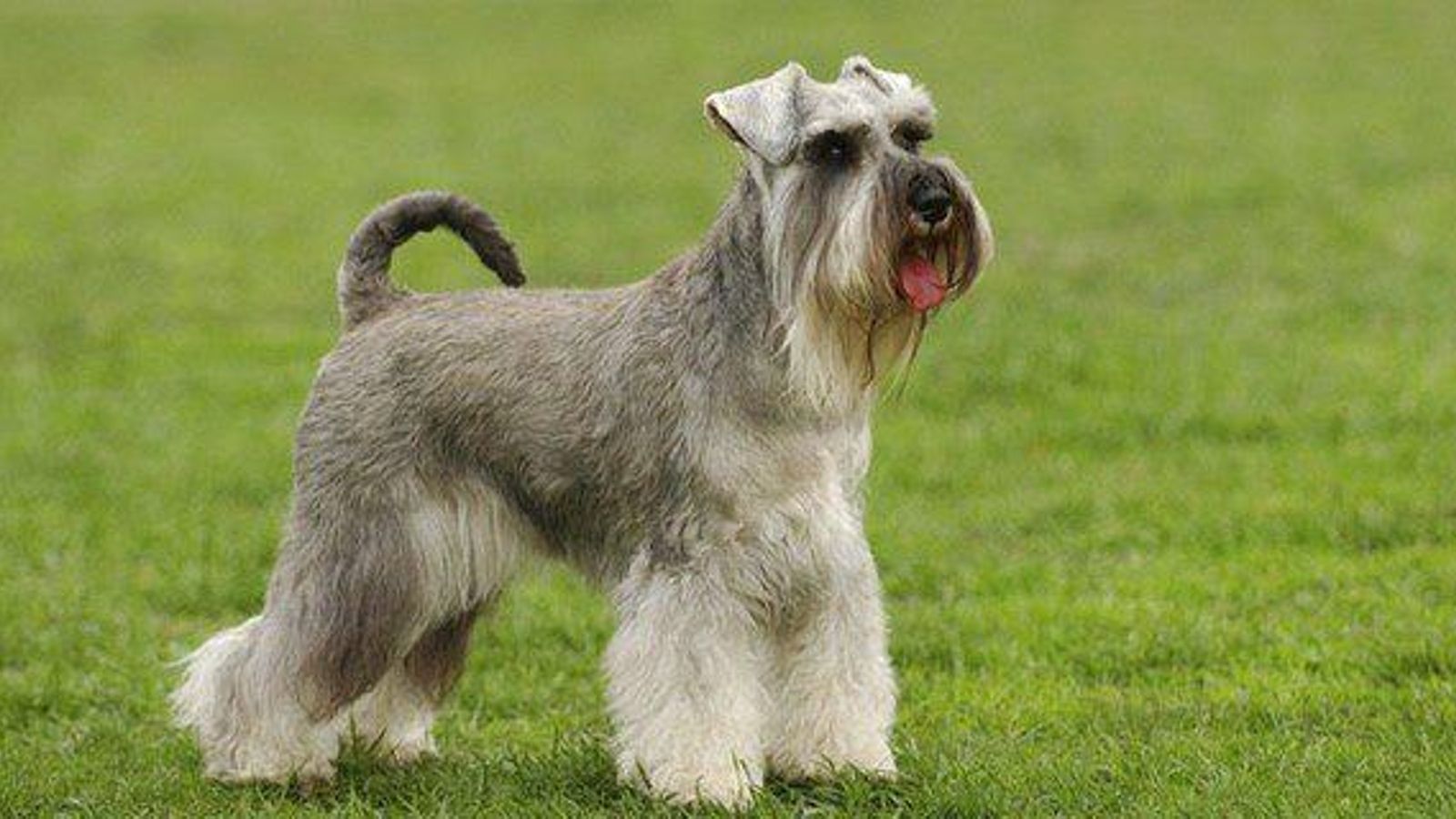 Schnauzer