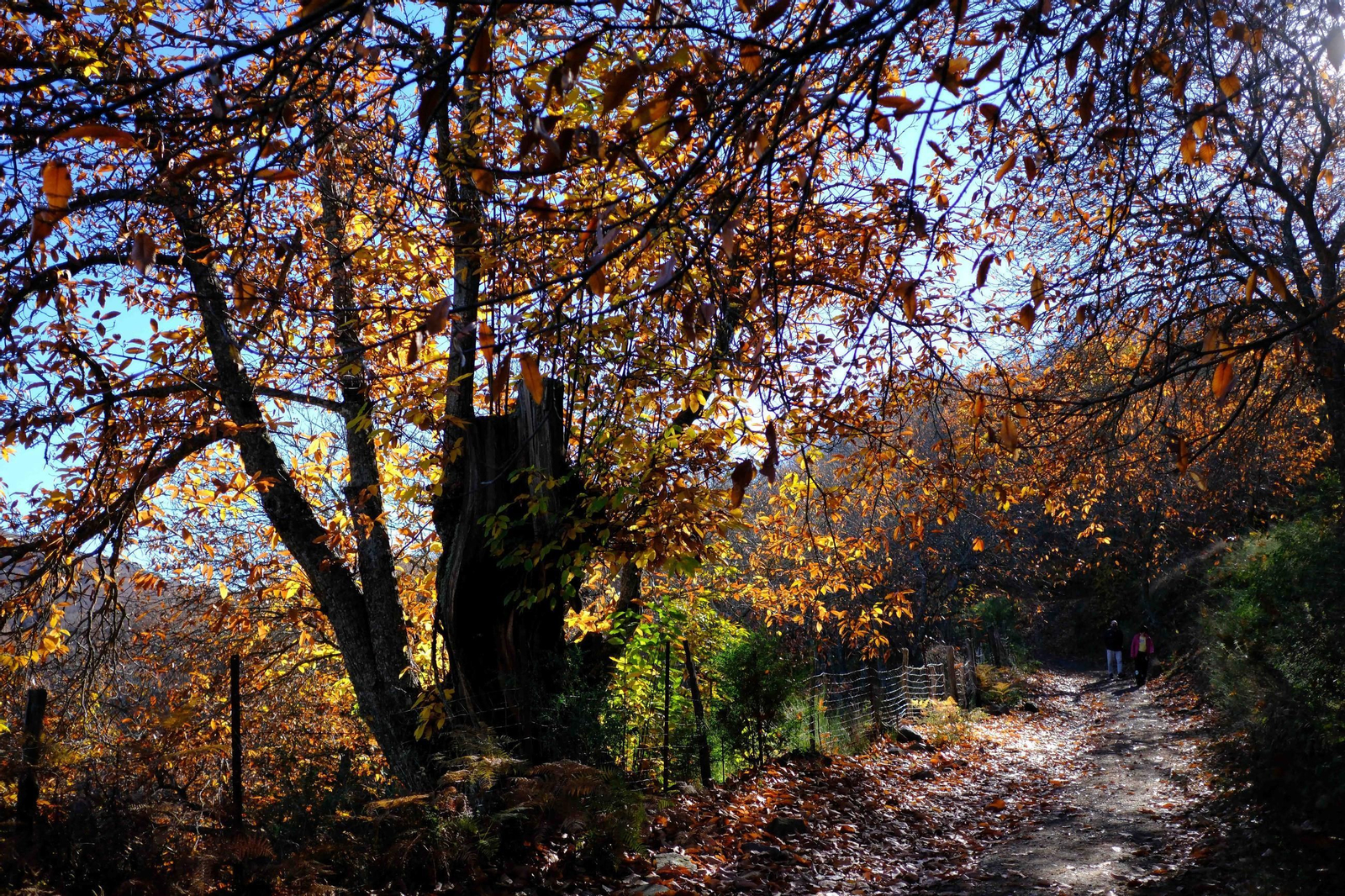 El Bosque de Cobre, en imágenes