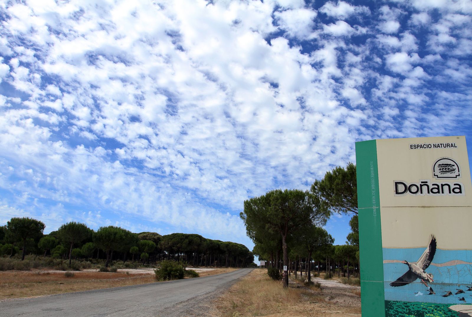 Imágenes de las consecuencias del incendio de Moguer