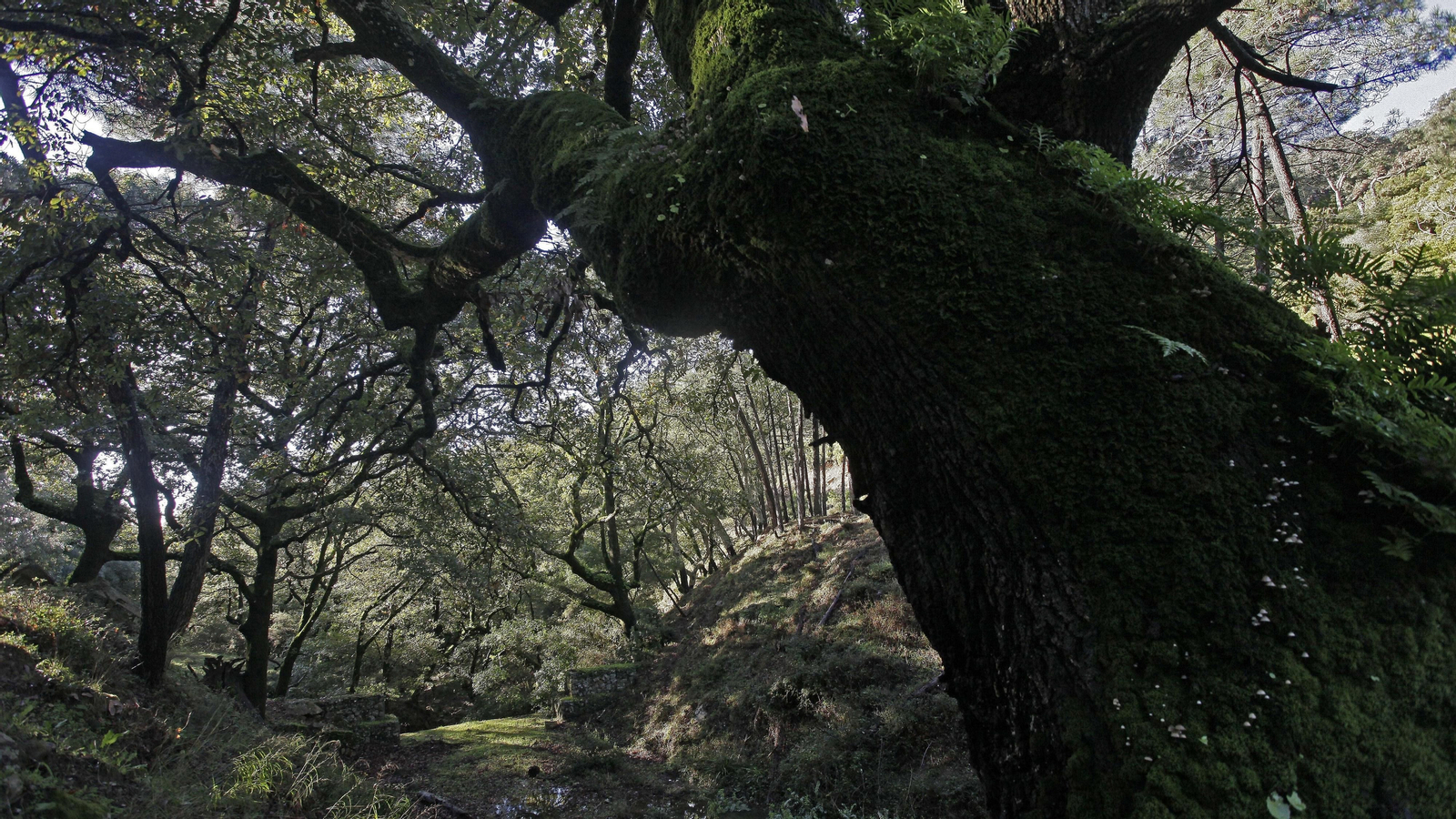 Sendero de la finca Murta en Los Barrios