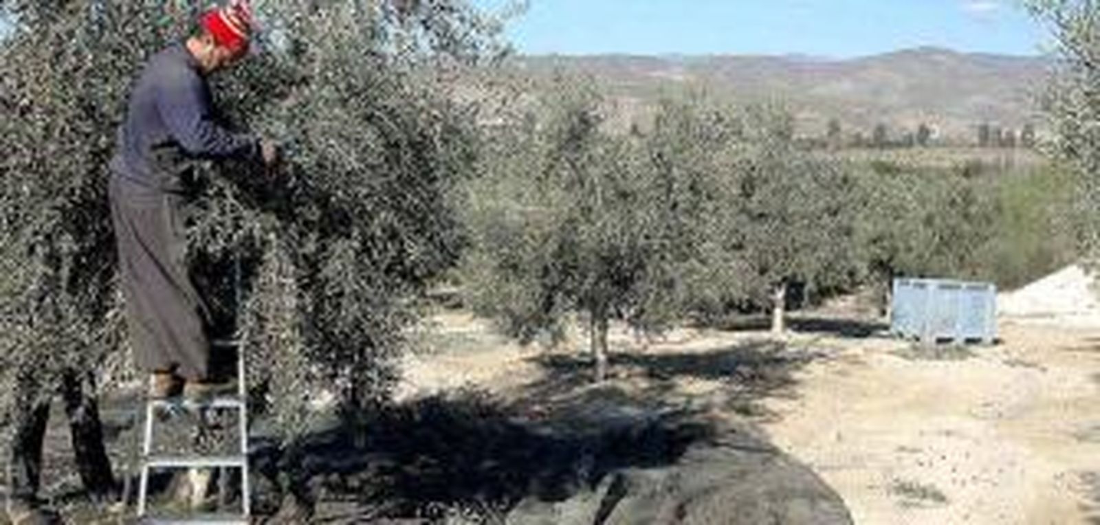 Castillo de Tabernas producirá este año 500.000 litros de aceite de oliva virgen extra