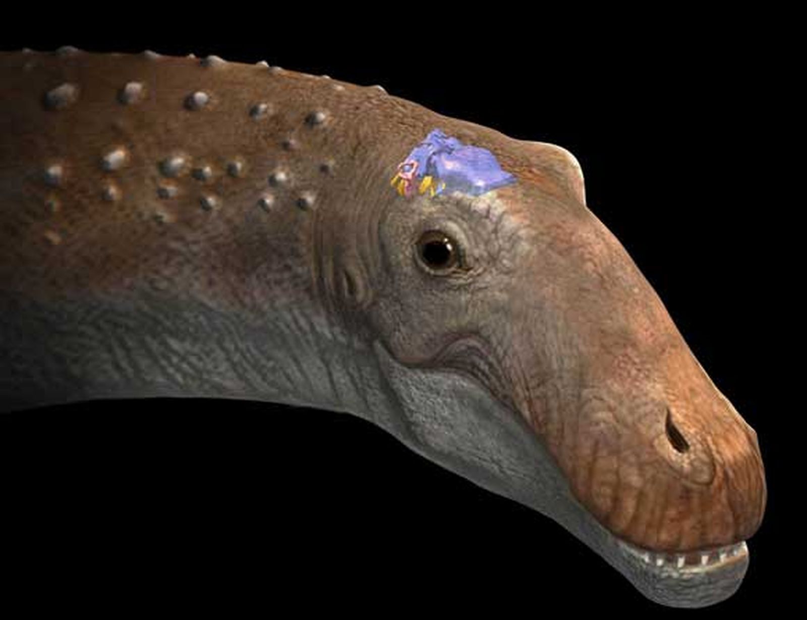 El CSIC reconstruye en 3D el cerebro del ampelosaurio