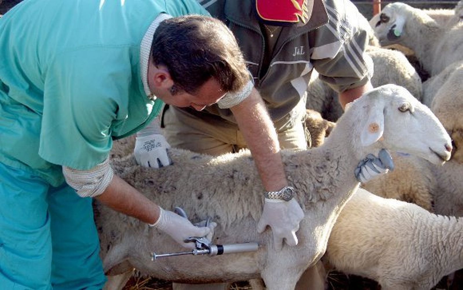 La Junta inicia la distribución de vacunas contra la lengua azul