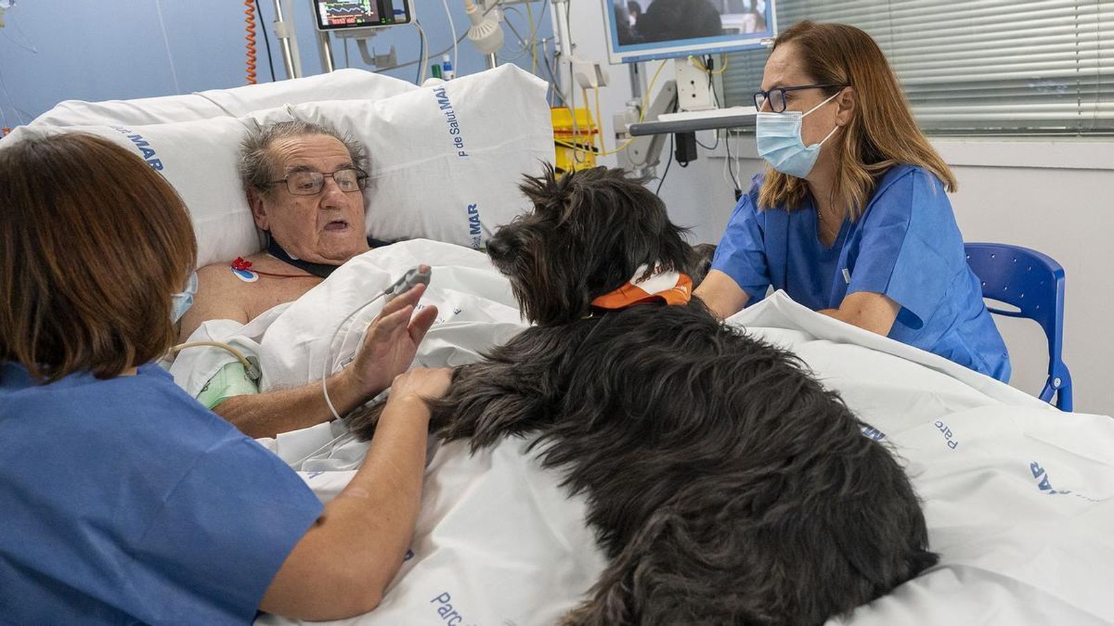 Los pacientes del Hospital del Mar en Barcelona reciben perros terapéuticos para sanar