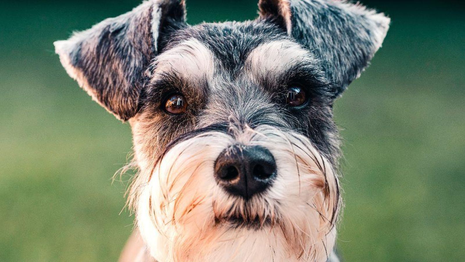 Schnauzer miniatura