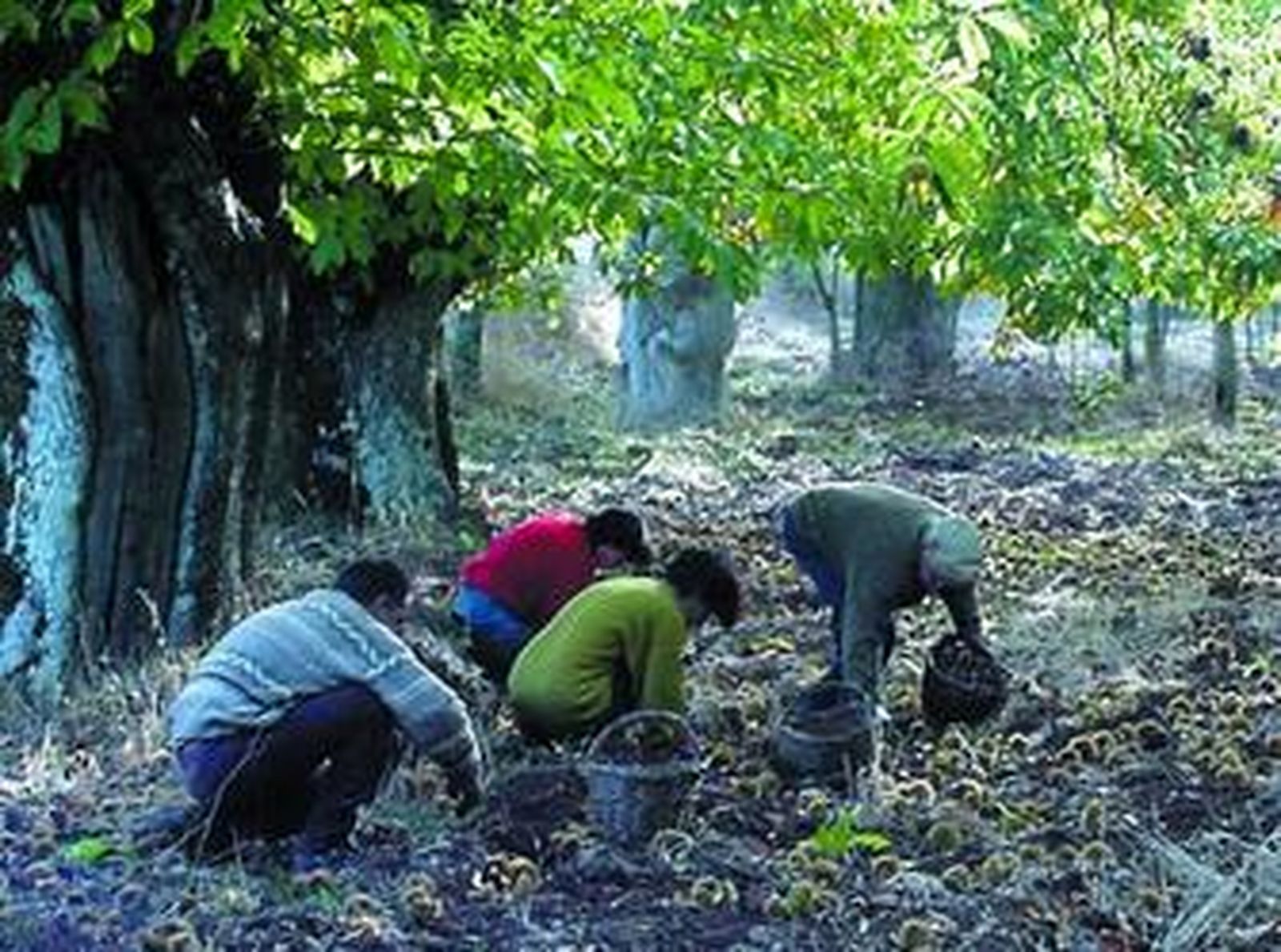 Cientos de personas trabajan cada otoño en la recogida y selección de la castaña en la Sierra.