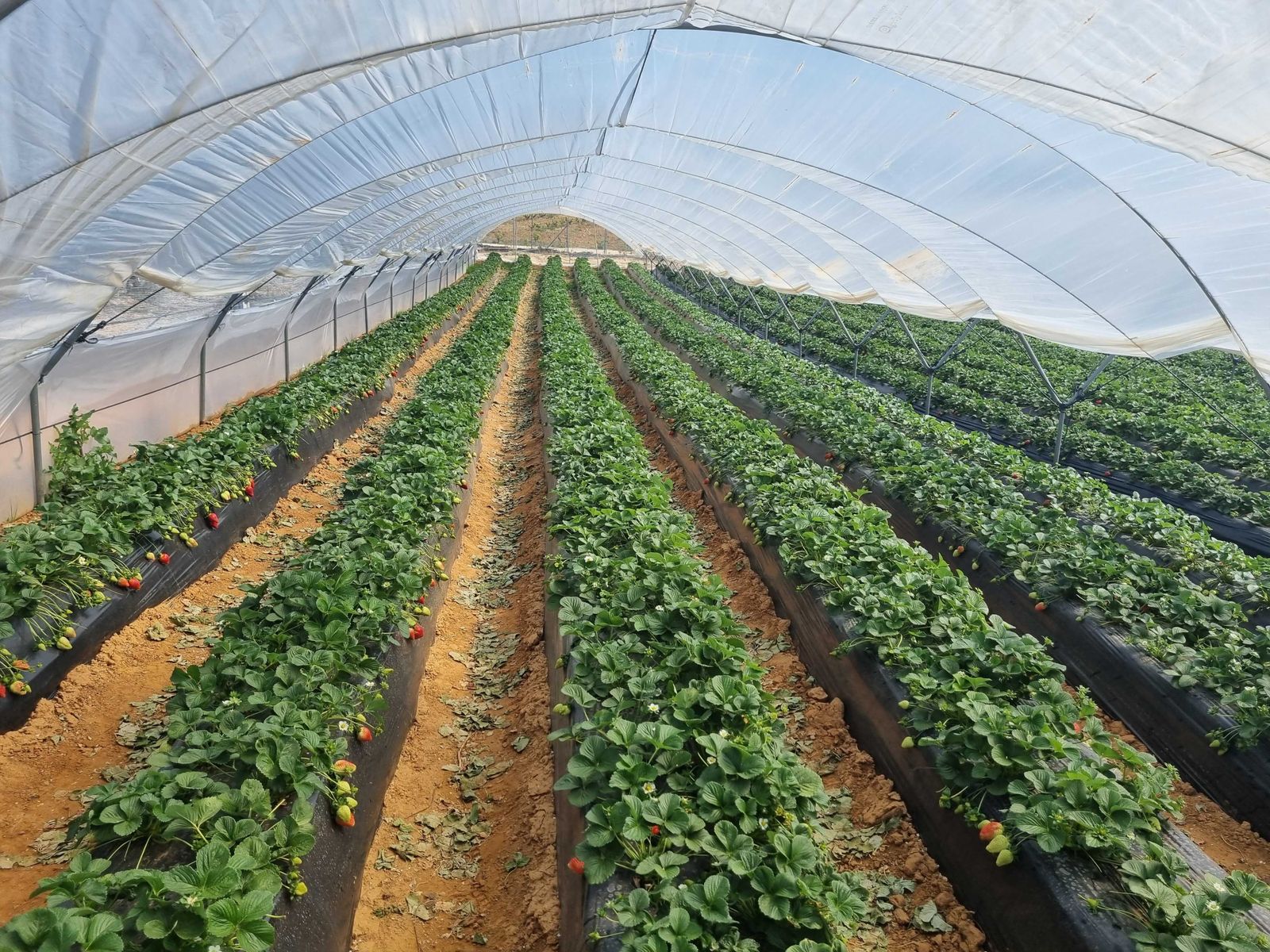 AgroGM presenta una solución 100 % natural para la desinfección de suelos agrícolas