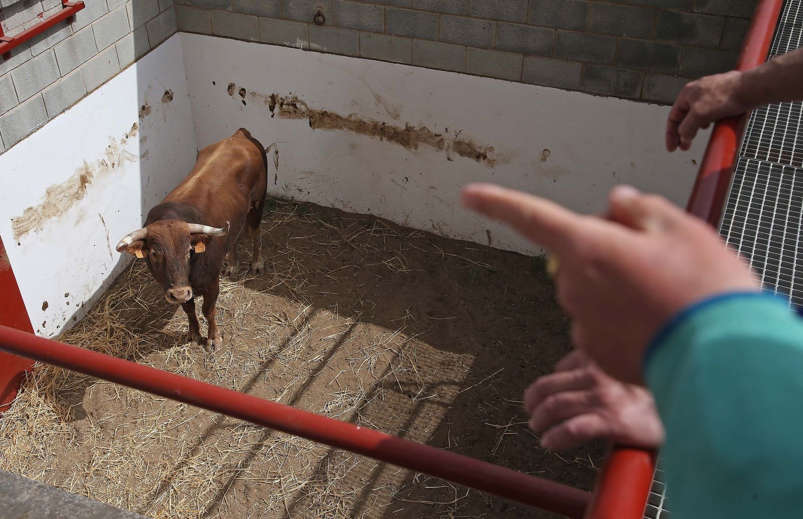 Fotos del Toro Embolao en Los Barrios